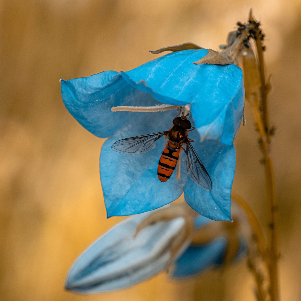 Голубой цветок колокольчика с насекомым крупным планом 