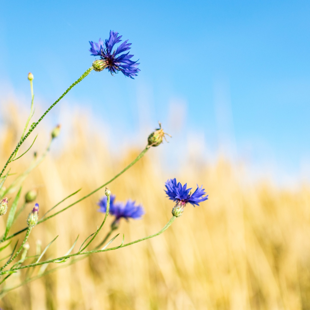 Синие васильки с бутонами на поле 