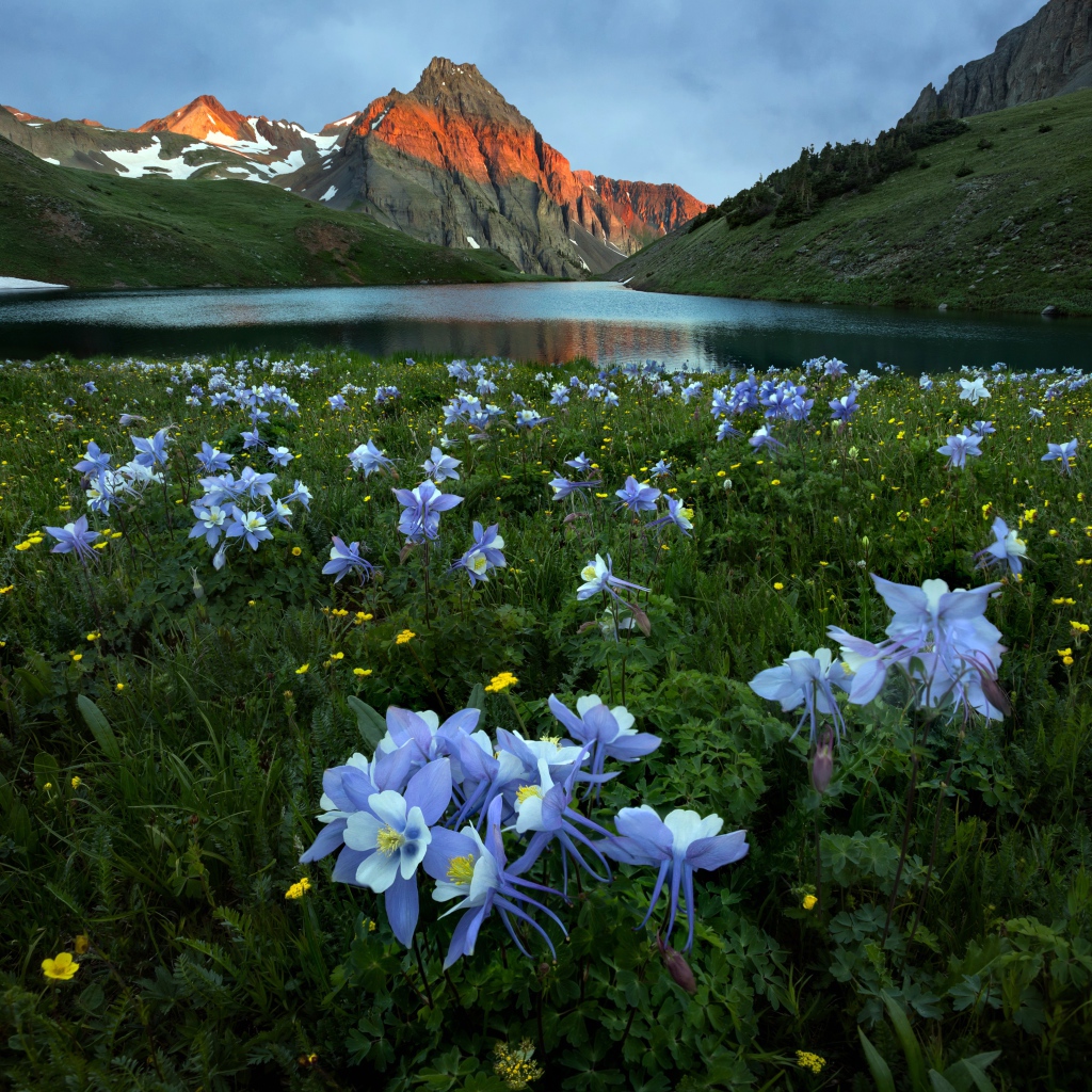 Голубые цветы водосбора в горах у реки