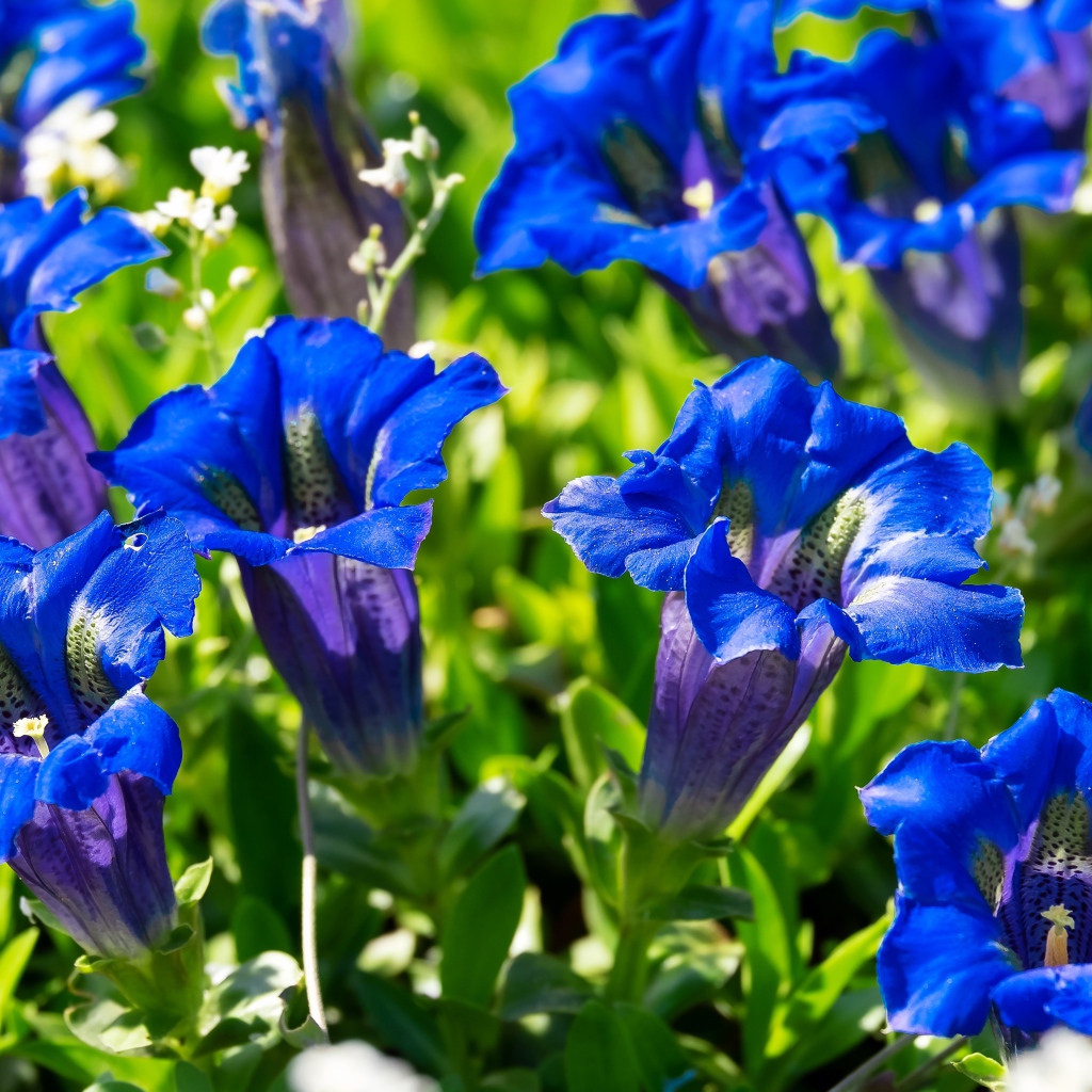 Синие цветы горечавка на клумбе 