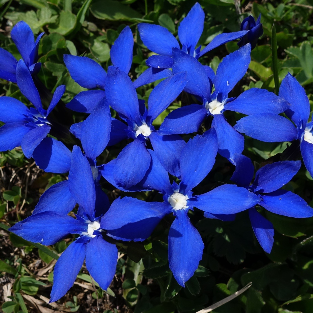 Синие цветы в лучах солнца на клумбе 
