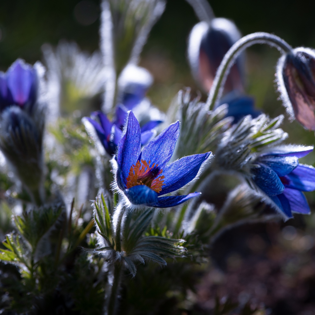 Синие цветы прострел с бутонами в лучах солнца