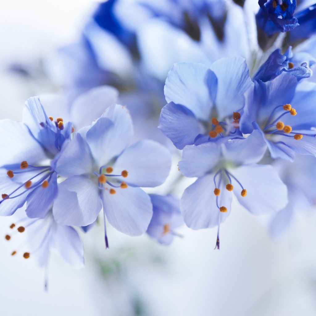 Синие цветы на ветке крупным планом