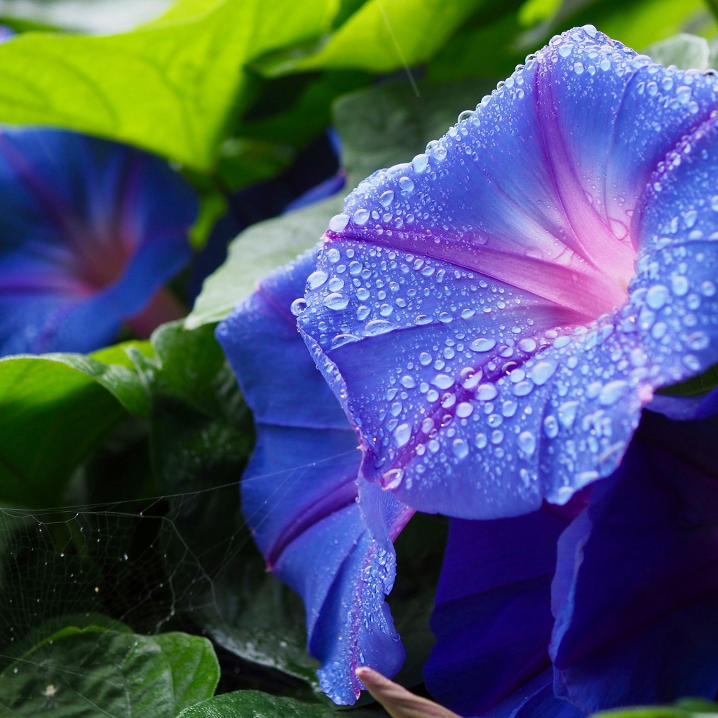 Синие цветы калачики с каплями росы на лепестках