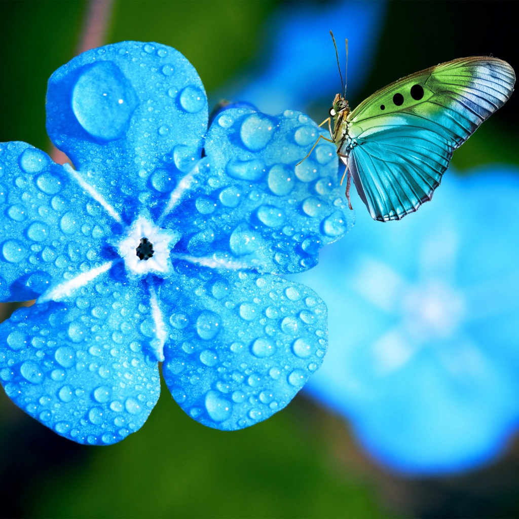 Голубой цветок незабудки в каплях росы с бабочкой 