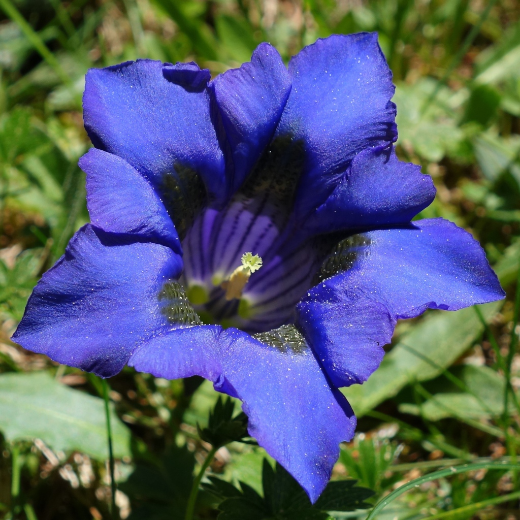 Синий цветок горечавка в зеленой траве 