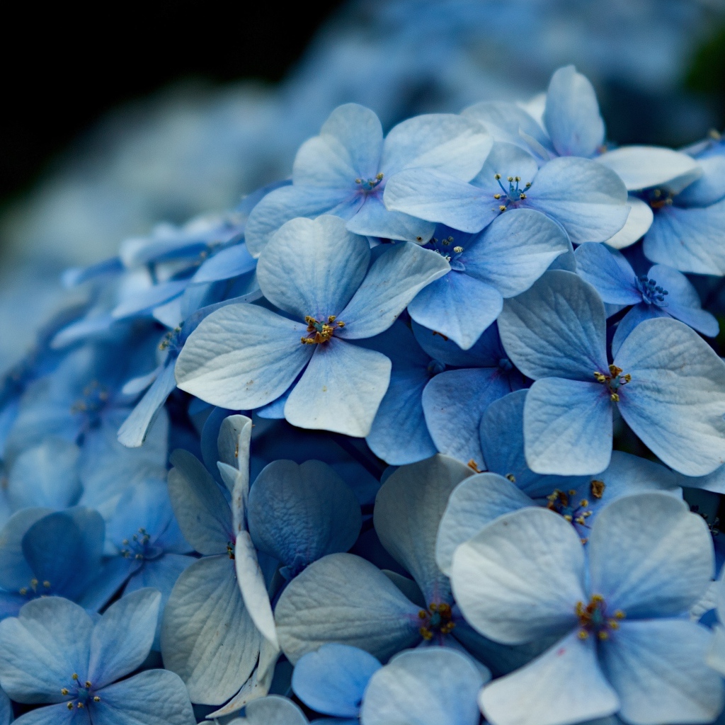 Голубые цветы гортензии крупным планом