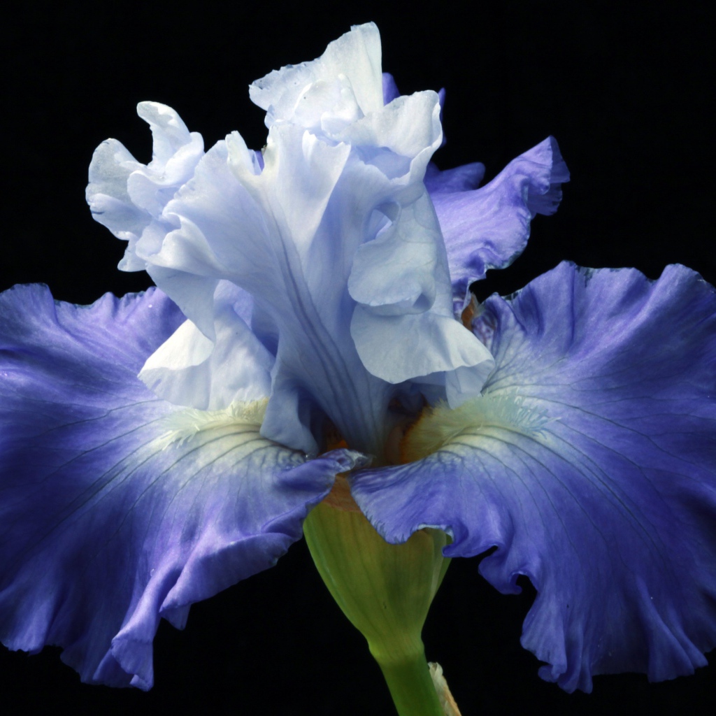 Синий цветок ириса на черном фоне крупным планом