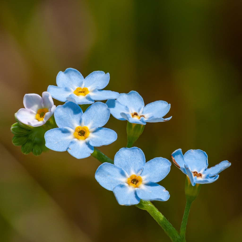 Голубые маленькие цветы незабудки в лучах солнца