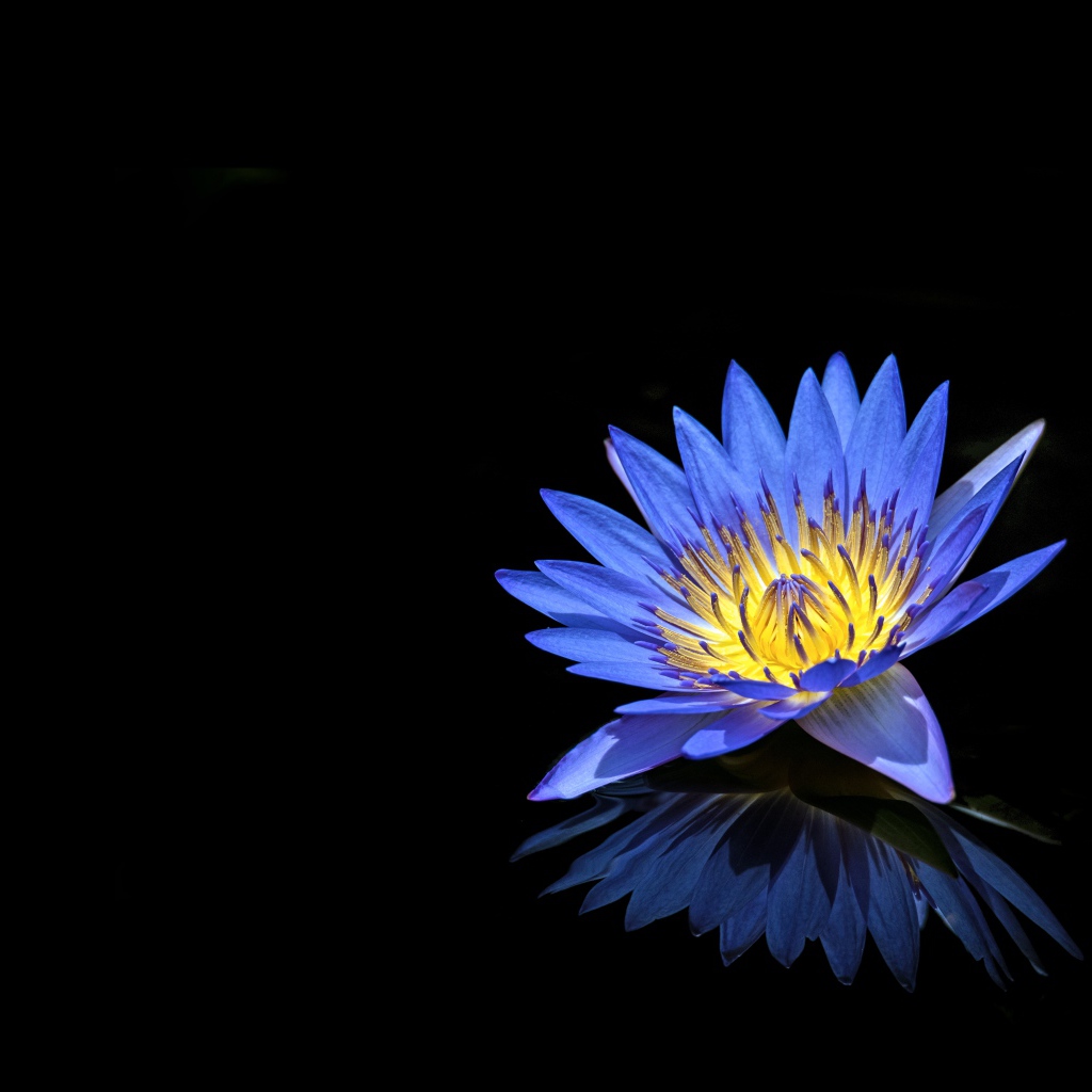 Синий цветок лотоса отражается в черной поверхности 