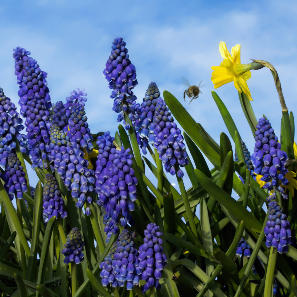 Синие цветы мускари на фоне голубого неба