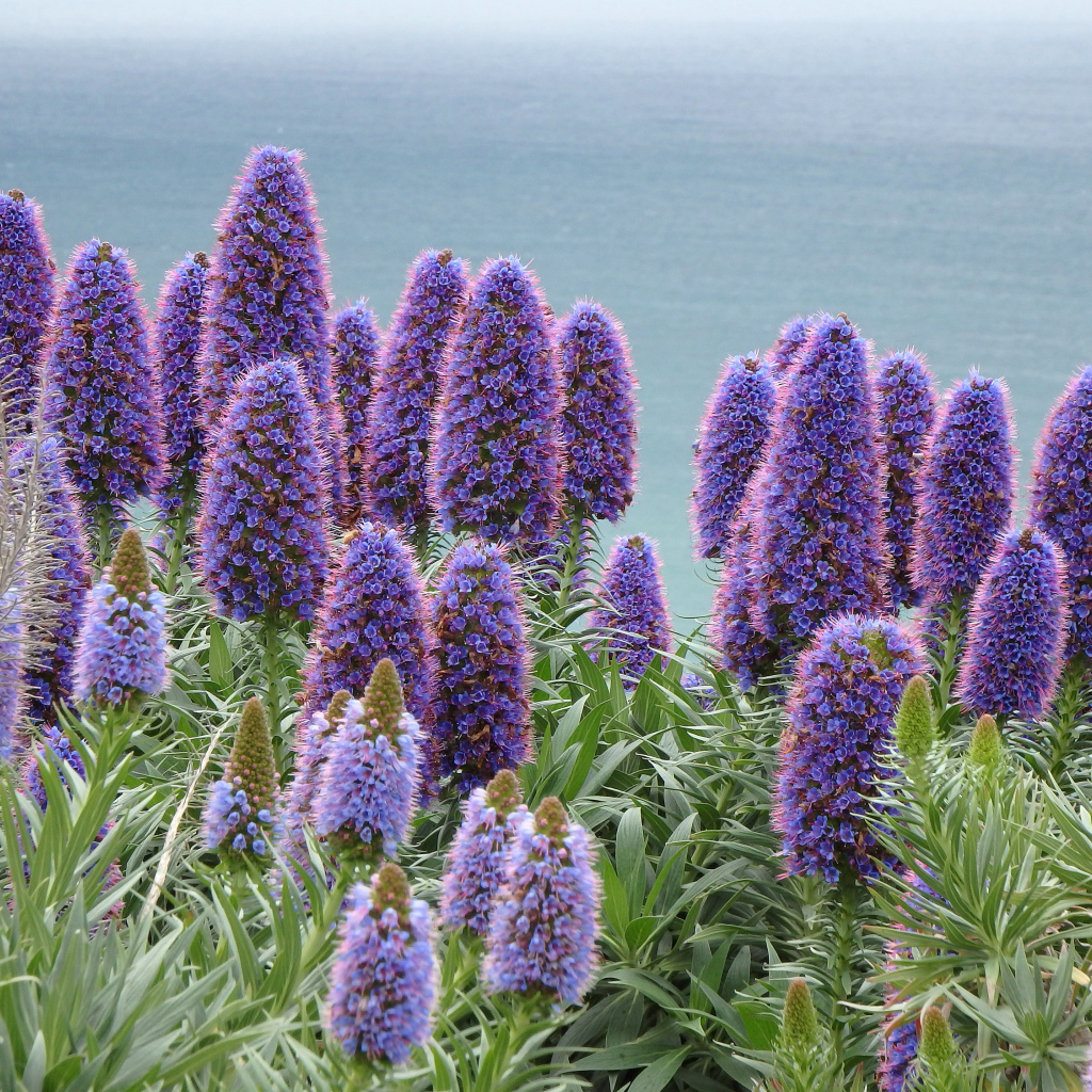 Синие полевые цветы синяк