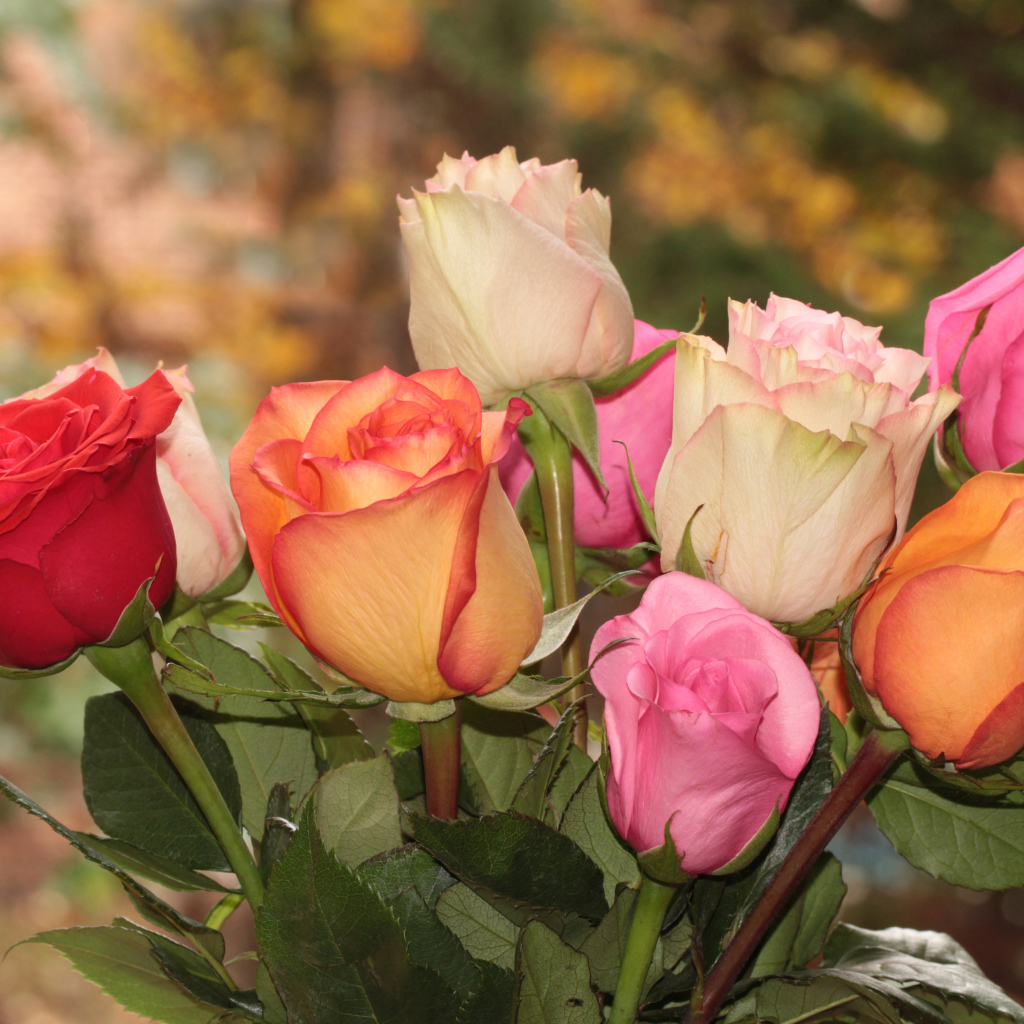 Букет красивых разноцветных роз крупным планом