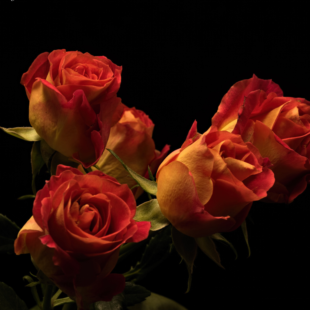 Букет красивых оранжевых роз на черном фоне