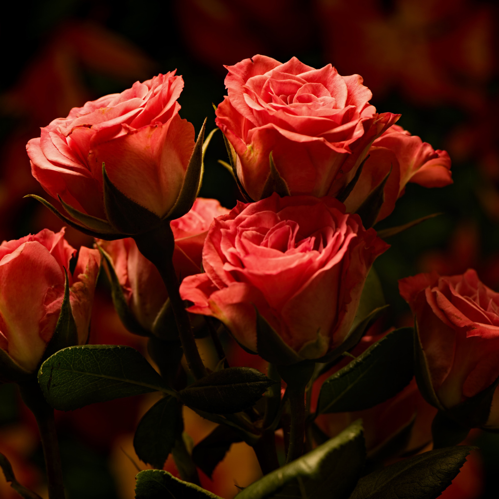 Букет красивых розовых роз  крупным планом