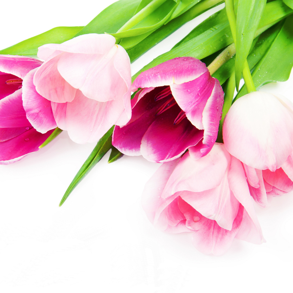 Букет нежных красивых розовых тюльпанов на белом фоне