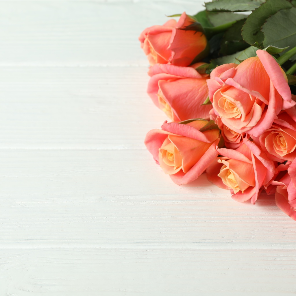 Букет нежных розовых роз на белом фоне