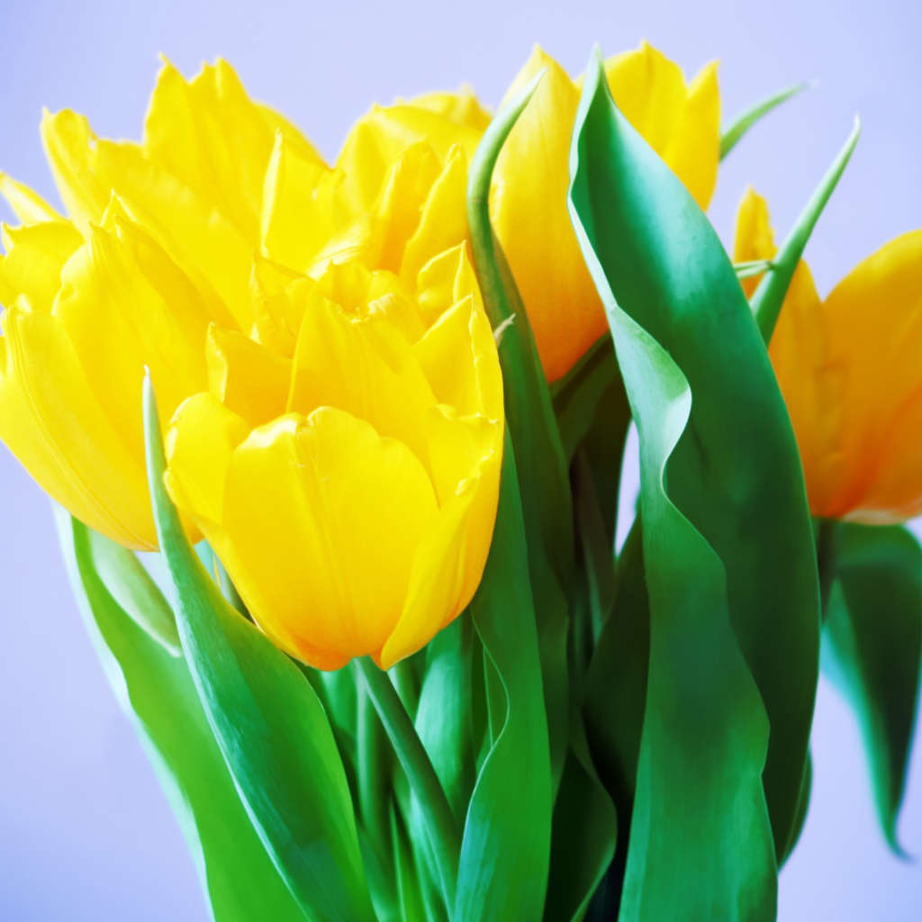 Букет нежных желтых тюльпанов на голубом фоне