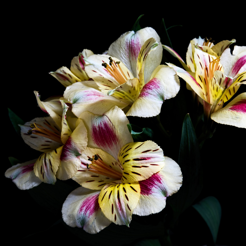 Букет цветов Альстрёмерия на черном фоне