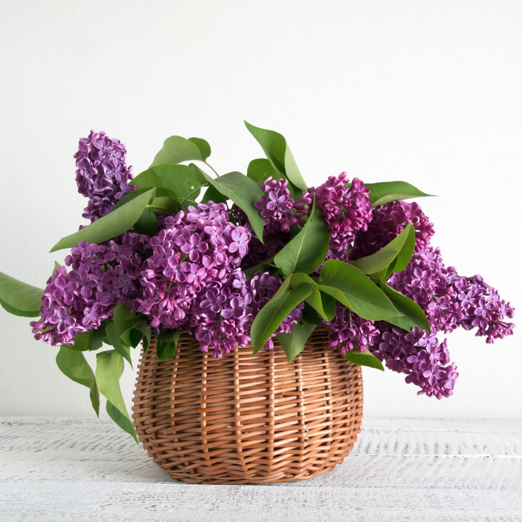 Букет свежей сирени в корзине на фоне белой стены