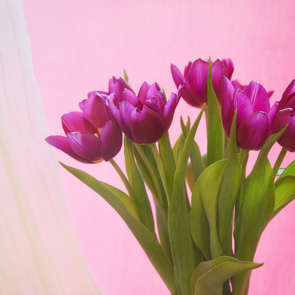 Букет сиреневых тюльпанов на розовом фоне