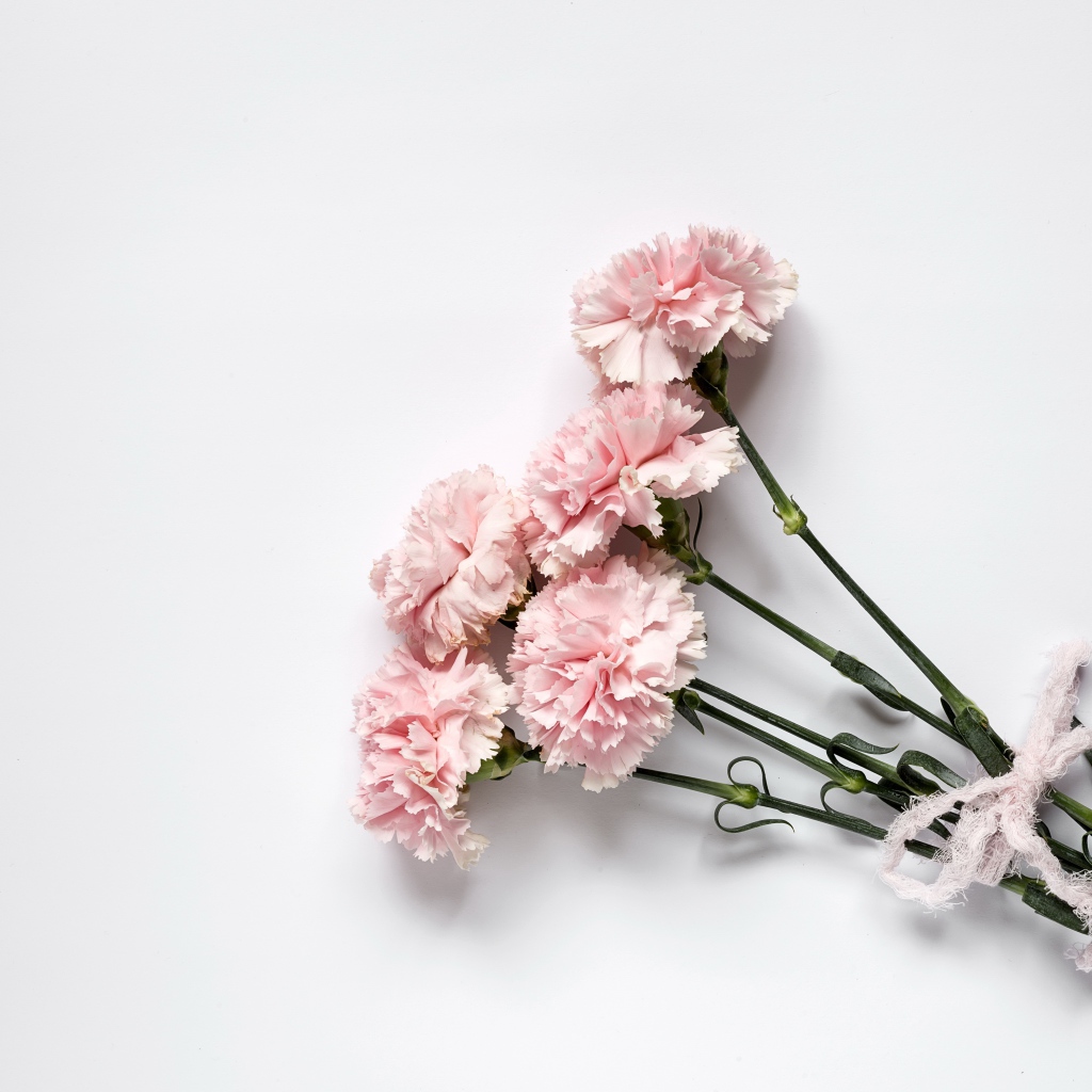 Букет розовых гвоздик с бантом на сером фоне 