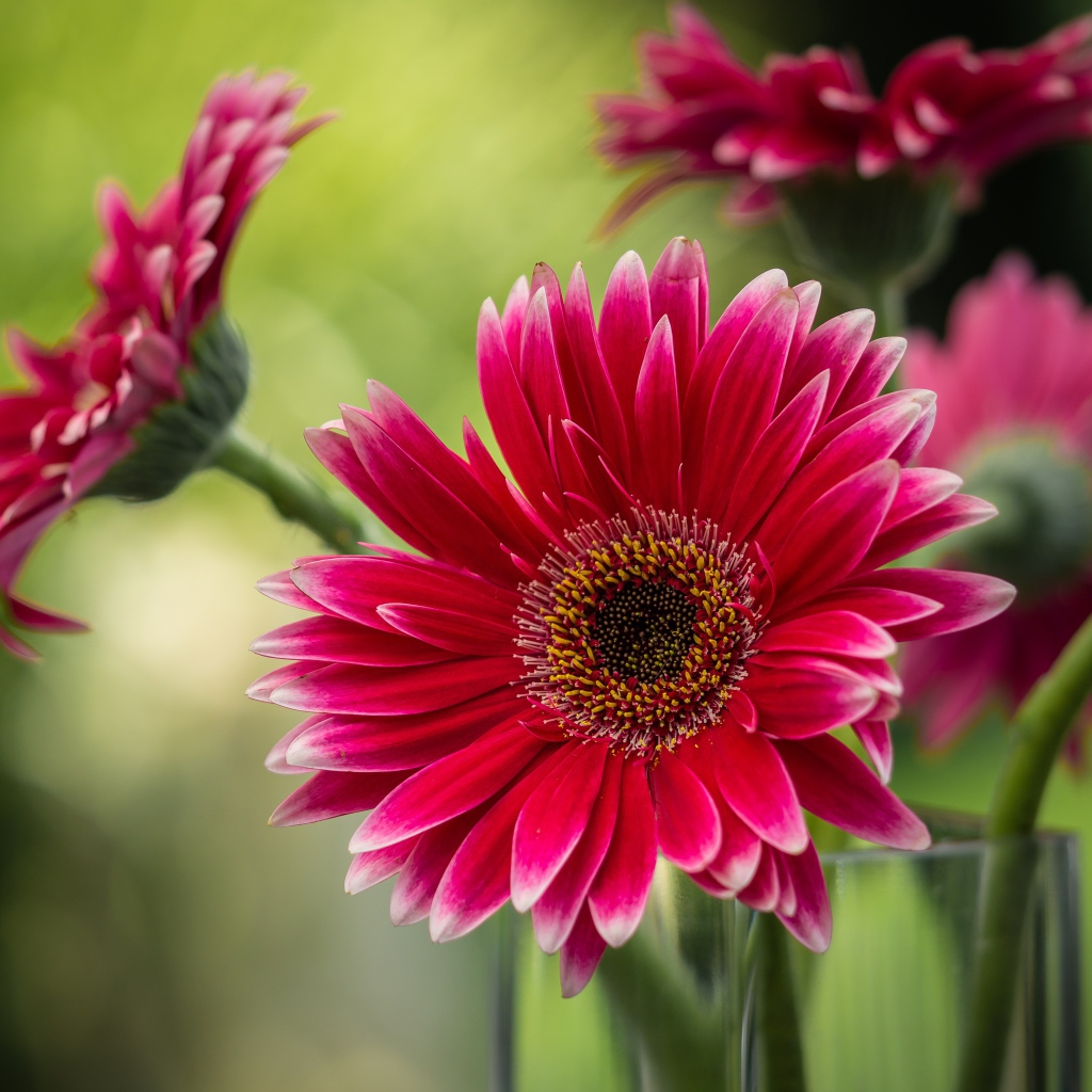 Букет розовых гербер в стеклянной вазе