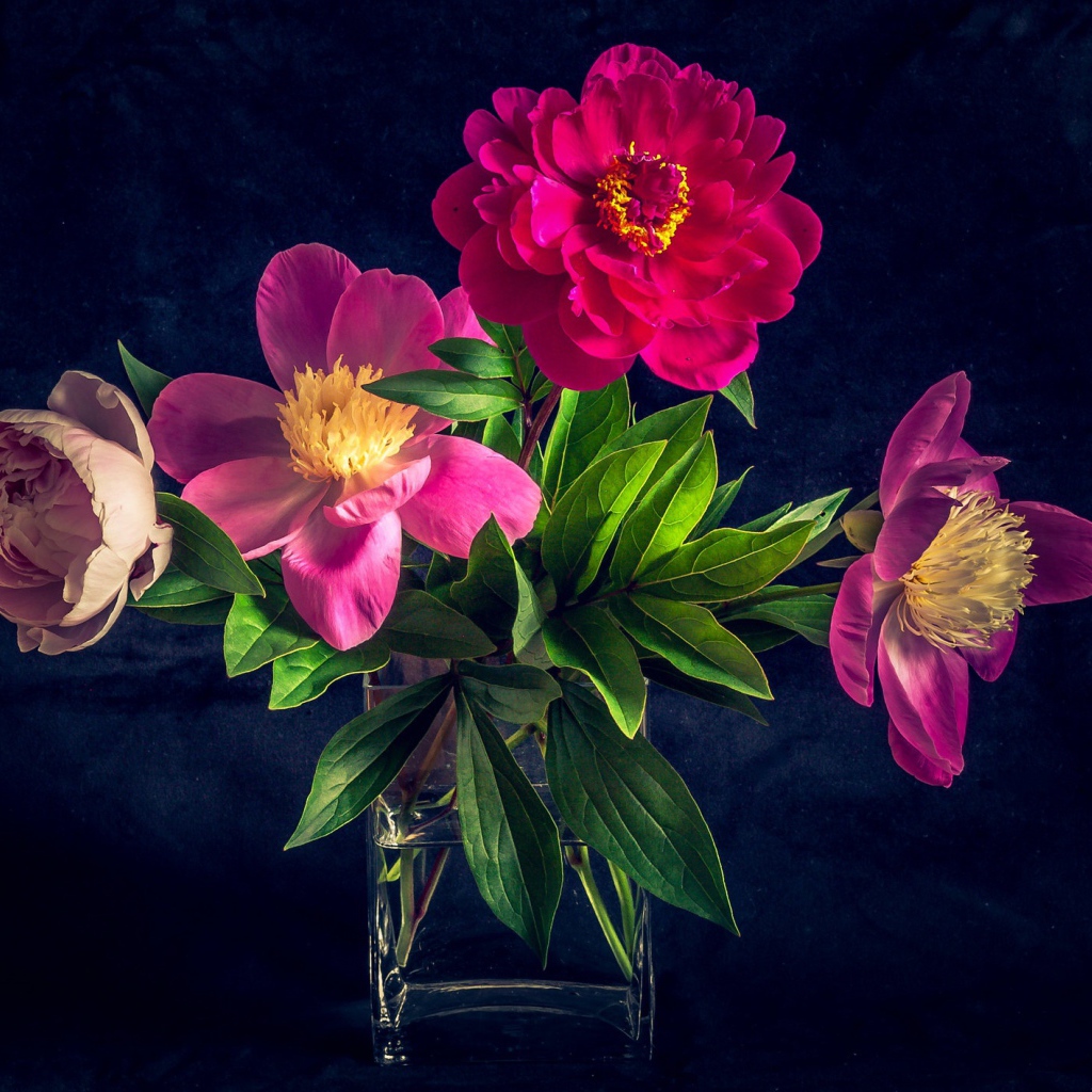 Букет розовых пионов в вазе на черном фоне
