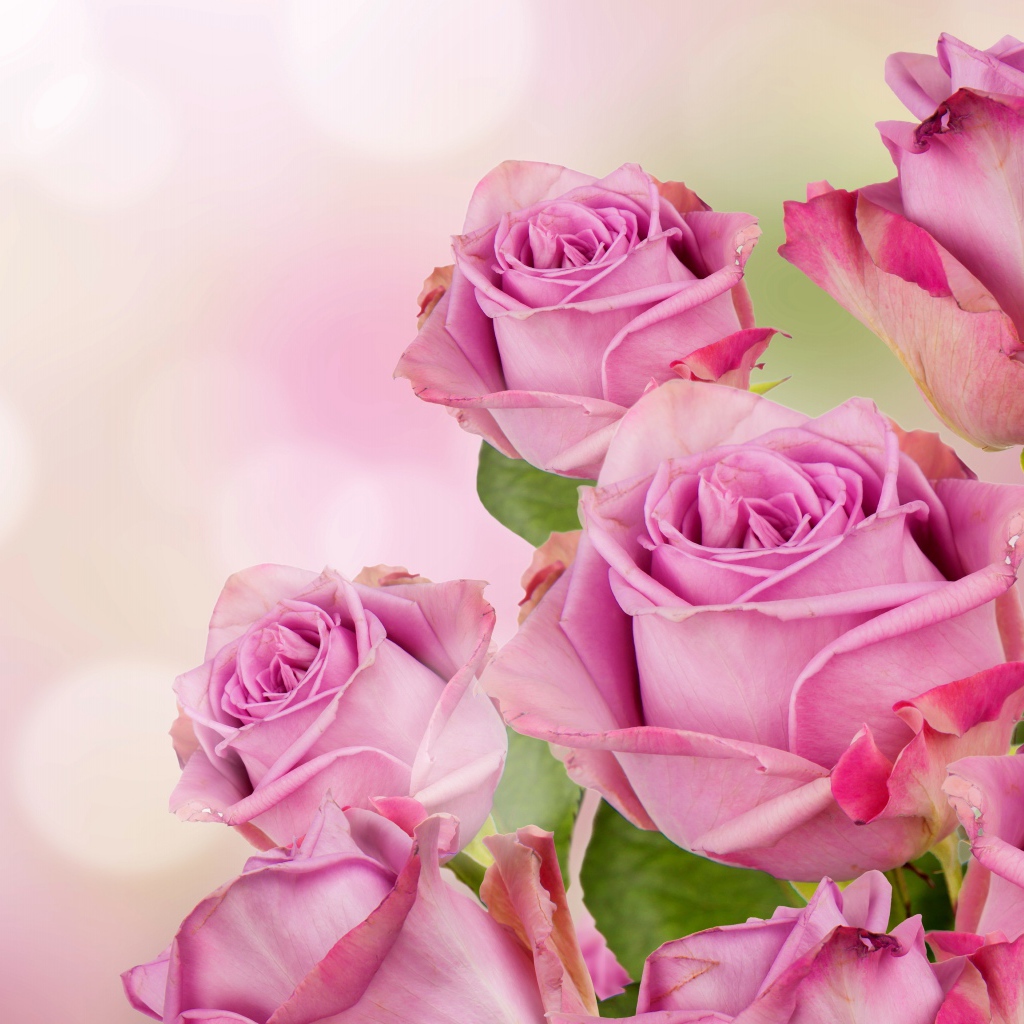 Букет розовых роз на размытом фоне