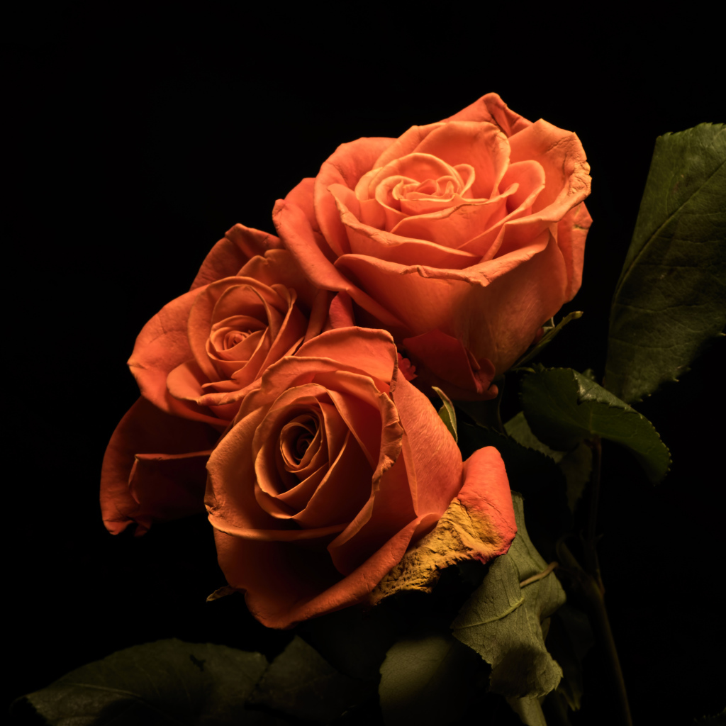 Букет розовых роз с зелеными лепестками на черном фоне