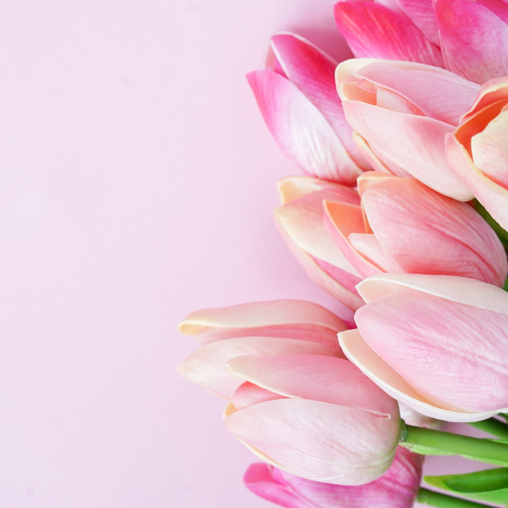 Букет розовых тюльпанов крупным планом на розовом фоне