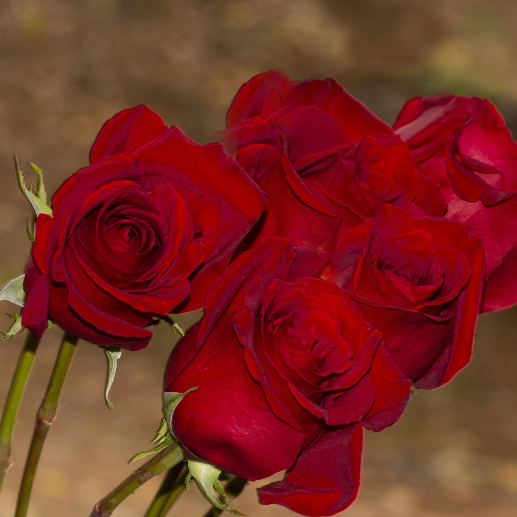 Букет алых роз крупным планом