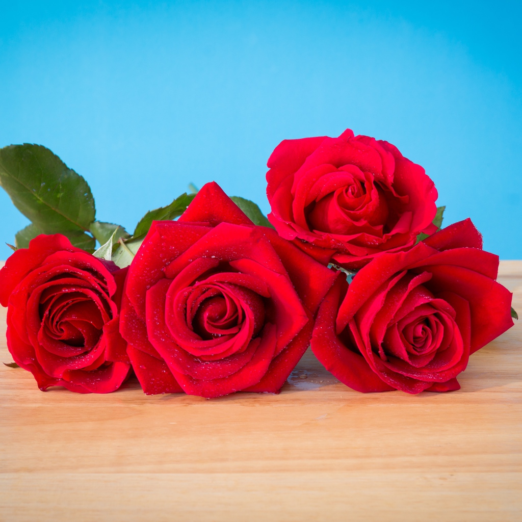 Букет красных роз на голубом фоне 