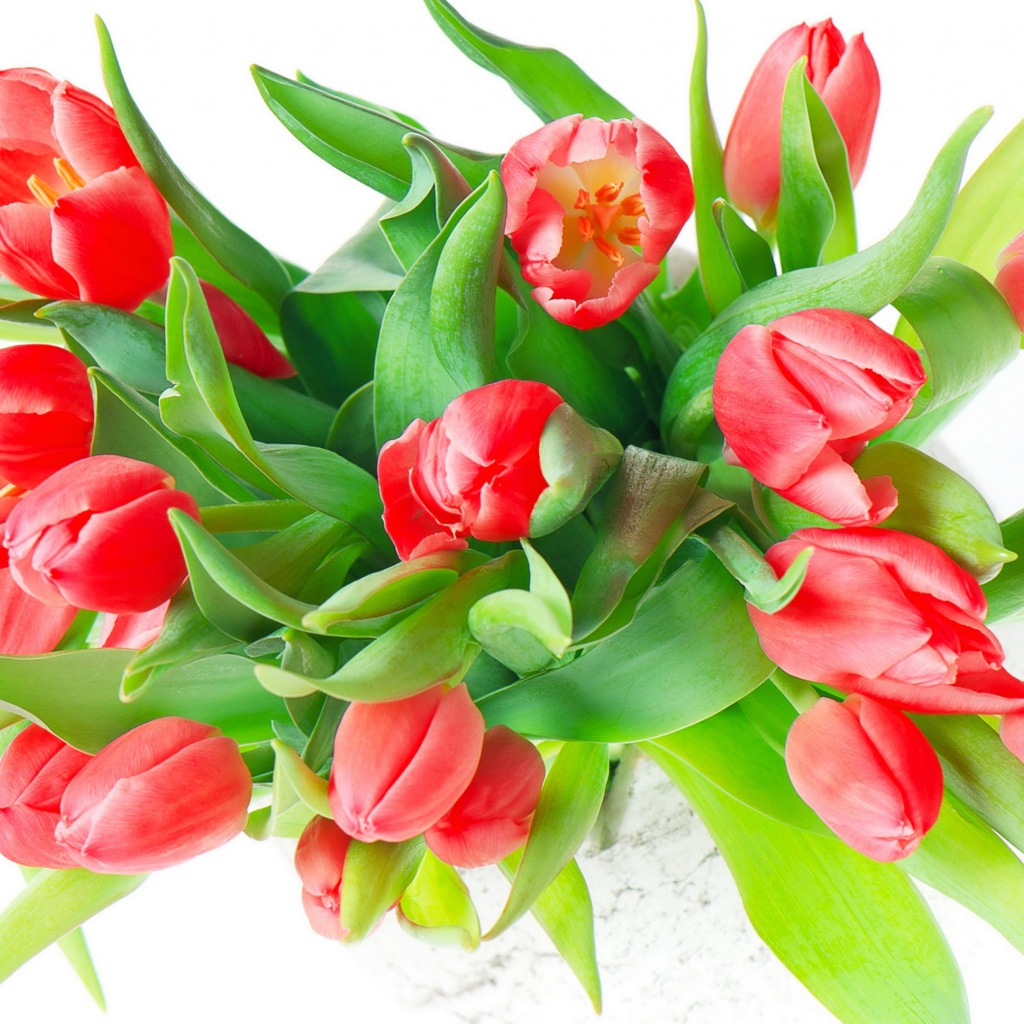 Букет красных тюльпанов с зелеными листьями на белом фоне