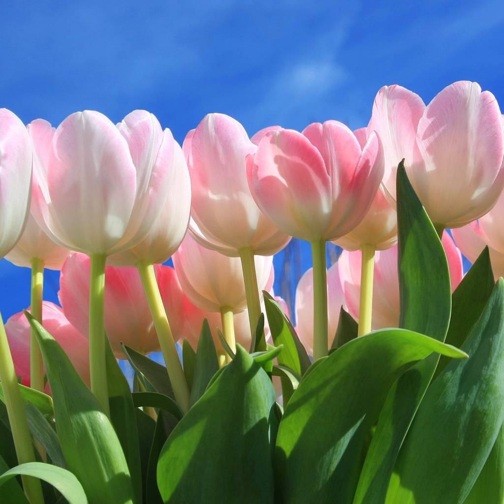 Букет нежных розовых тюльпанов на фоне голубого неба 