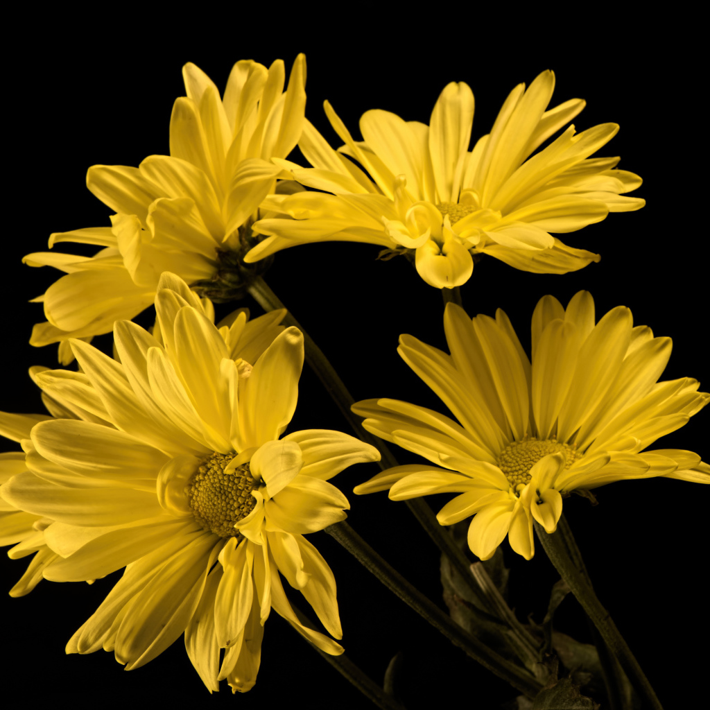 Букет желтых ромашковидных хризантем на черном фоне