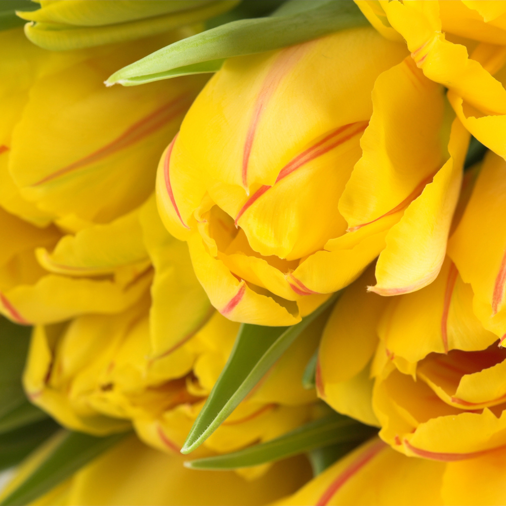 Букет желтых тюльпанов крупным планом 