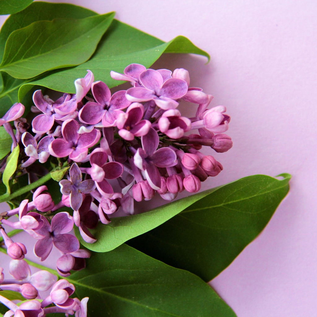 Ветка цветов сирени с зелеными листьями на розовом фоне