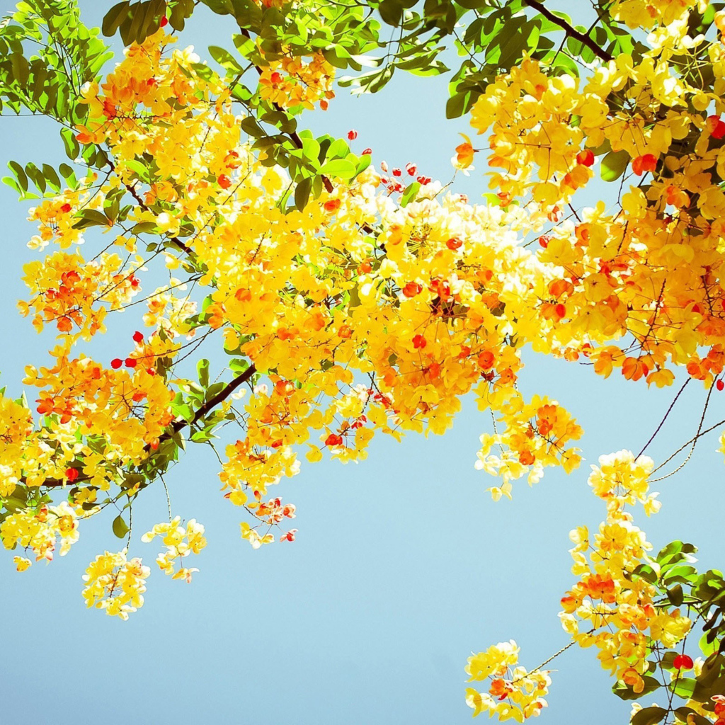 Ветка желтой акации с зелеными листьями на фоне голубого неба
