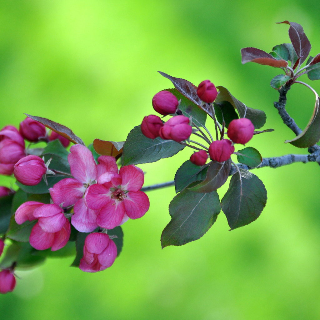 Ветка с розовыми цветами яблони на зеленом фоне