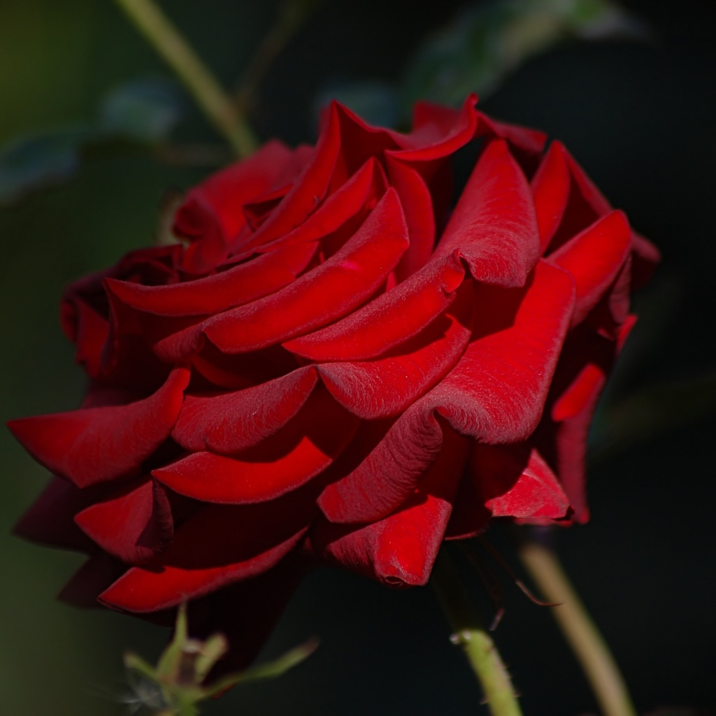 Яркая бордовая роза крупным планом