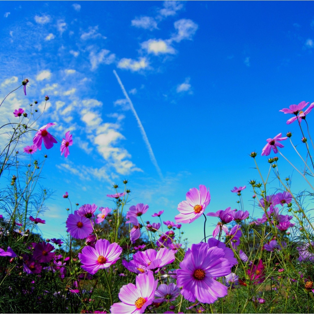 Яркие розовые цветы космеи на фоне голубого неба 