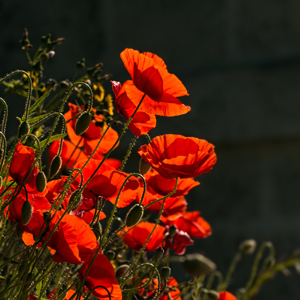 Яркие красные маки с бутонами в лучах солнца