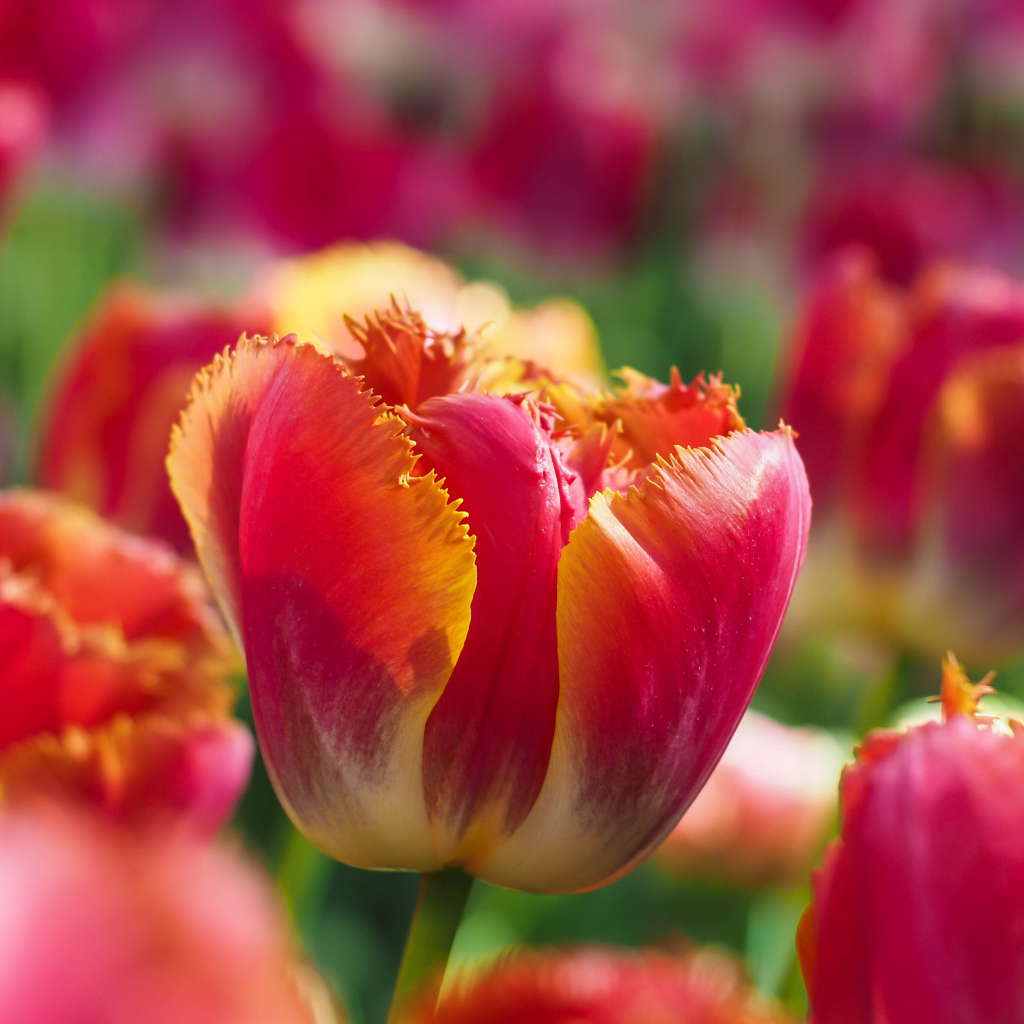 Bright red tulip with wavy petals in the flowerbed