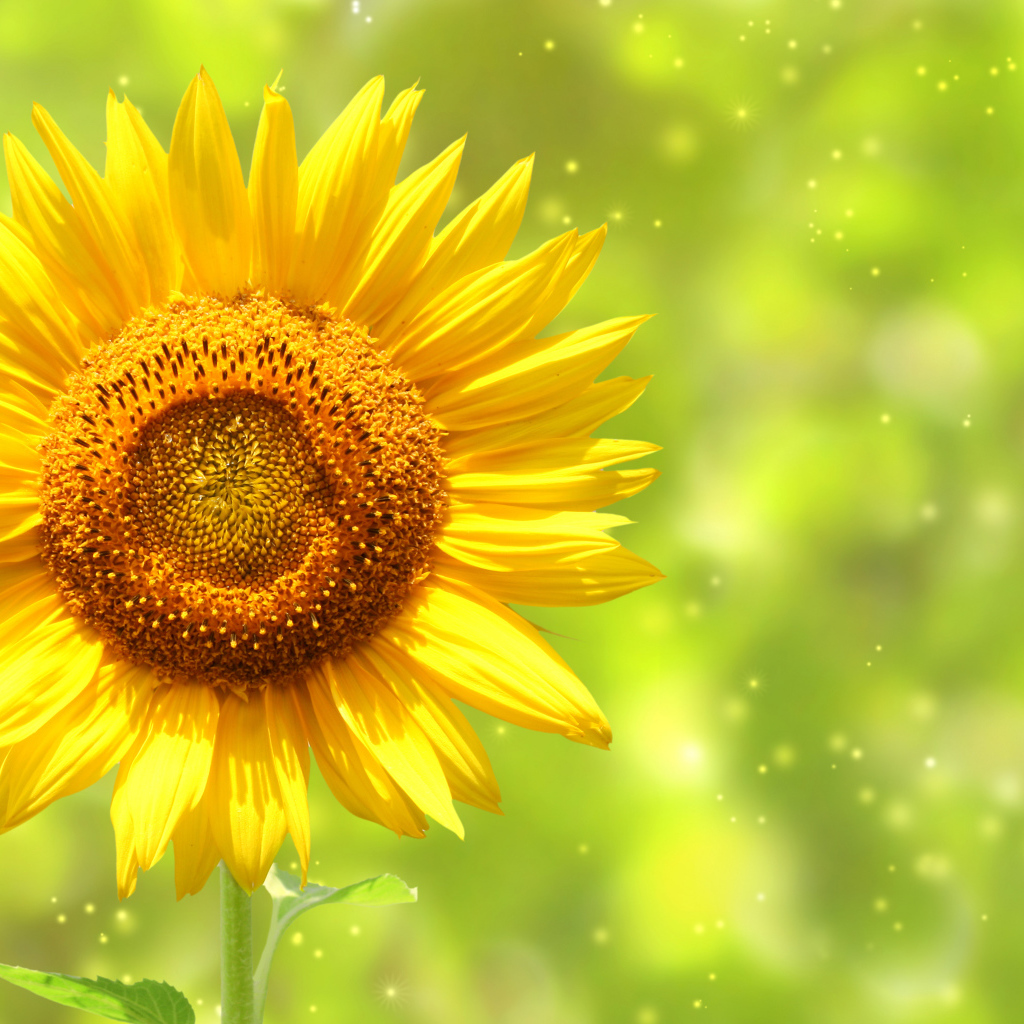 Яркий желтый цветок подсолнуха крупным планом