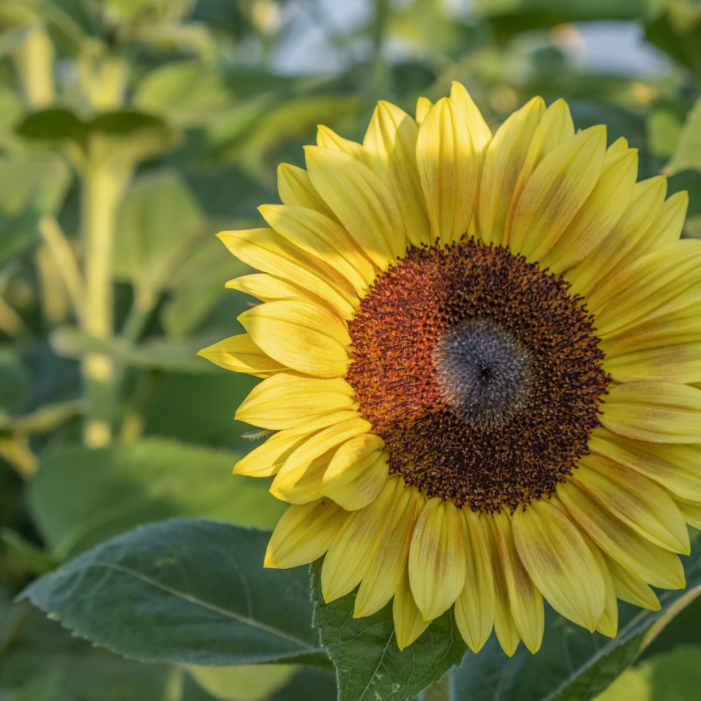 Яркий желтый подсолнух на поле в лучах солнца