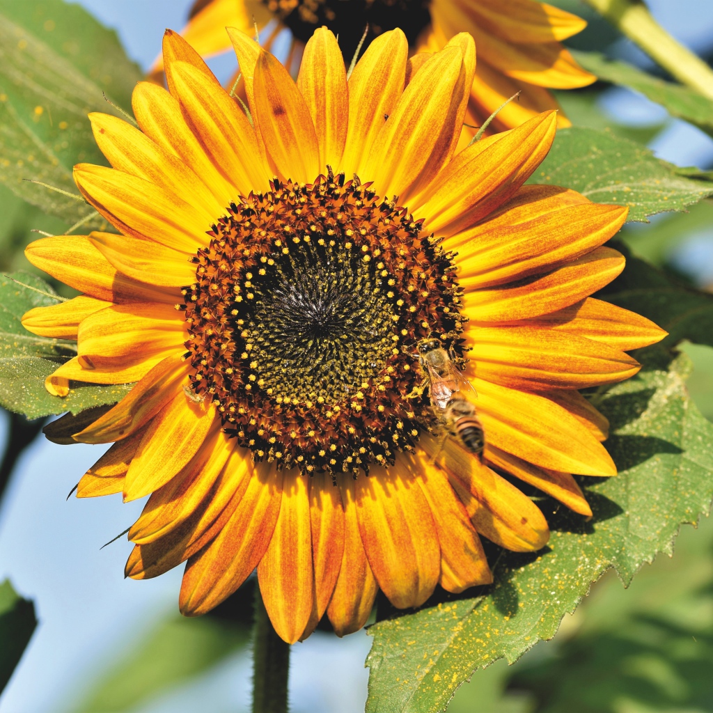 Яркий желтый подсолнух с зелеными листьями в лучах солнца