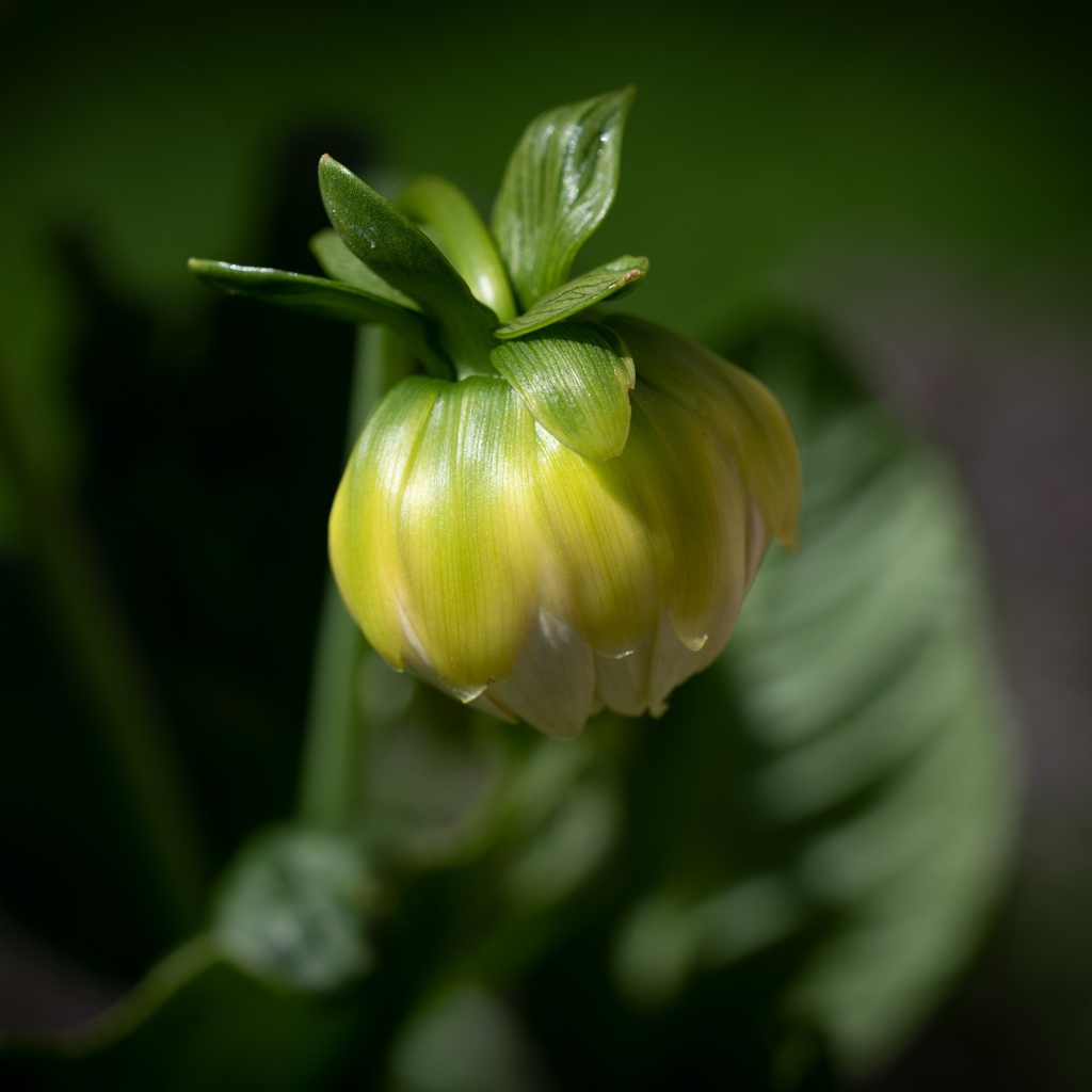 Бутон георгины в лучах солнца крупным планом