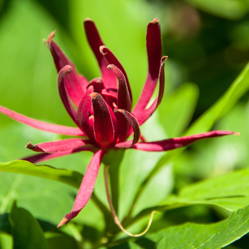 Бордовые цветы каликант цветущий крупным планом 