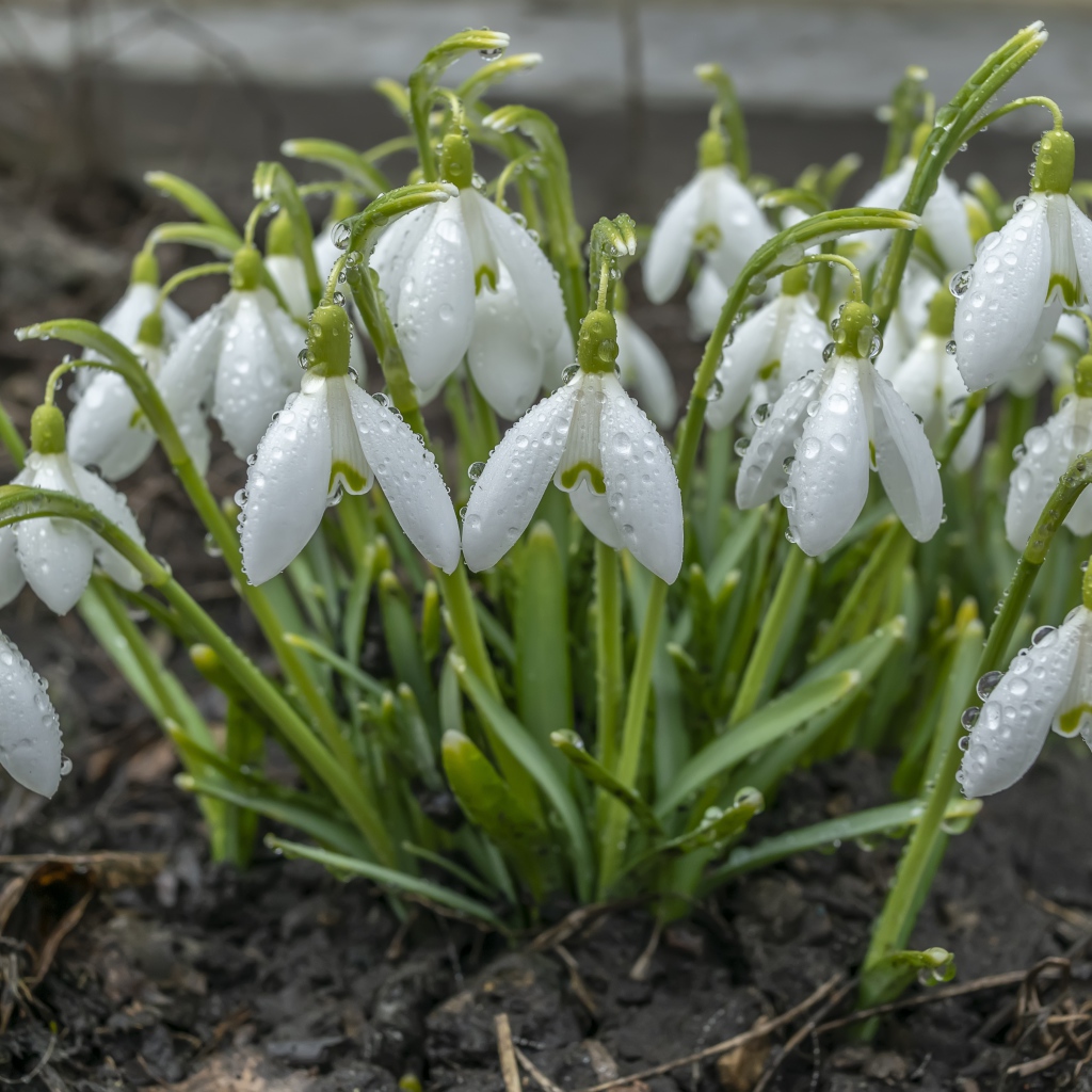 Куст белых подснежников в каплях дождя 